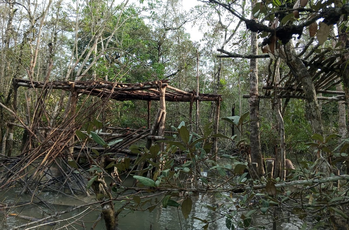 খুলনার কয়রা উপজেলার গহিন সুন্দরবনে গাছ কেটে চিংড়ি শুকানোর জন্য তৈরি মাচা। সম্প্রতি মান্দারবাড়ি এলাকায়